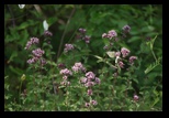 Klisura Dunarii -14-07-2013 - Bogdan Balaban